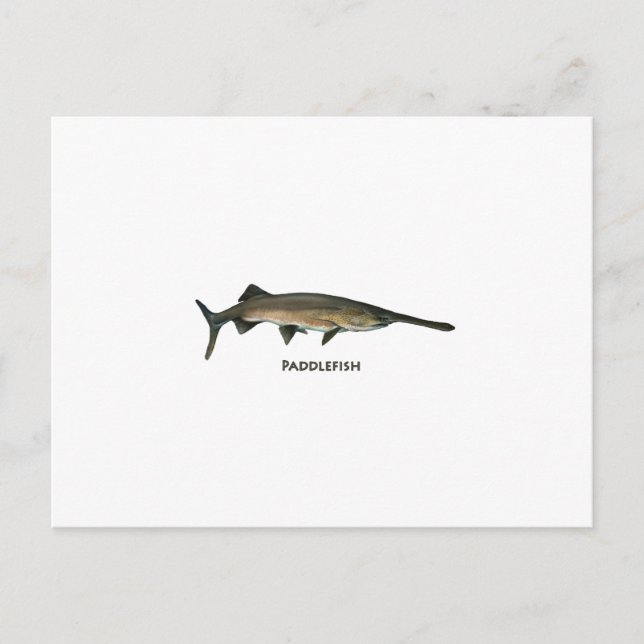 Paddlefish Postcard (Front)
