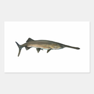 Paddlefish Sticker