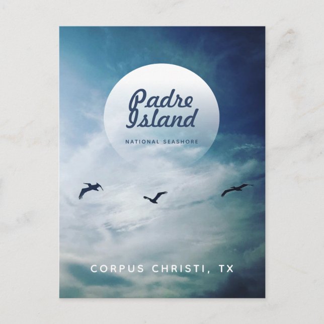 Padre Island National Seashore Brown Pelicans Postcard (Front)