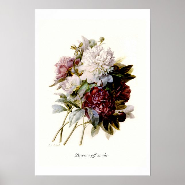 Paeonia officinalis poster (Front)