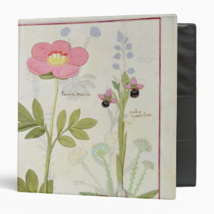 Paeonia or Peony, and Orchis myanthos Binder