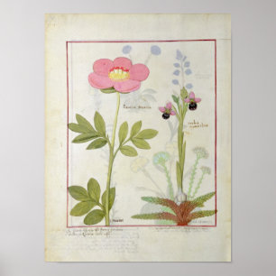 Paeonia or Peony, and Orchis myanthos Poster
