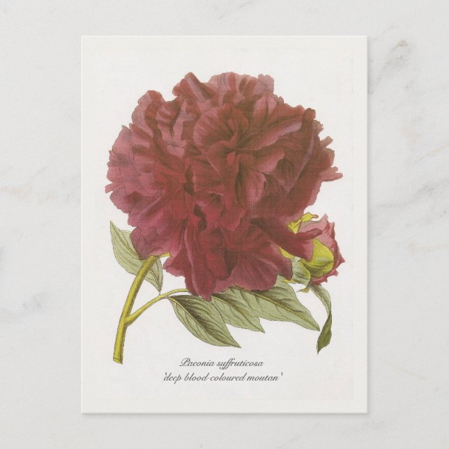 Paeonia suffruticosa 'deep blood-coloured moutan' postcard (Front)