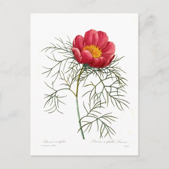 Paeonia tenuifolia postcard (Front)