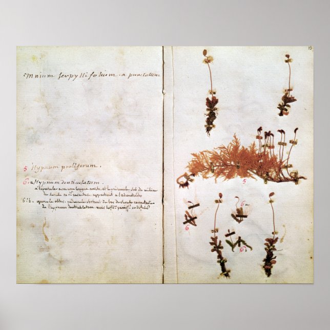 Page 15 from a Herbarium Poster (Front)