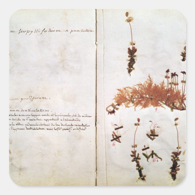 Page 15 from a Herbarium Square Sticker (Front)