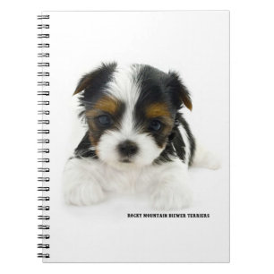 Pages du carnet 80 - chiot de Biewer Terrier