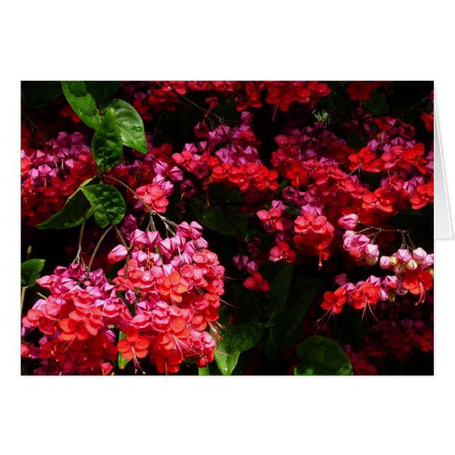 Pagoda Flowers Colourful Red and Pink (Front Horizontal)