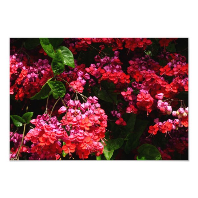 Pagoda Flowers Colourful Red and Pink Photo Print (Front)