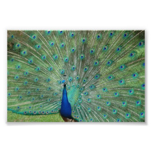 Paignton Peacock Photo Print