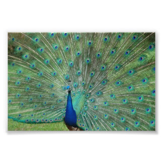 Paignton Peacock Photo Print