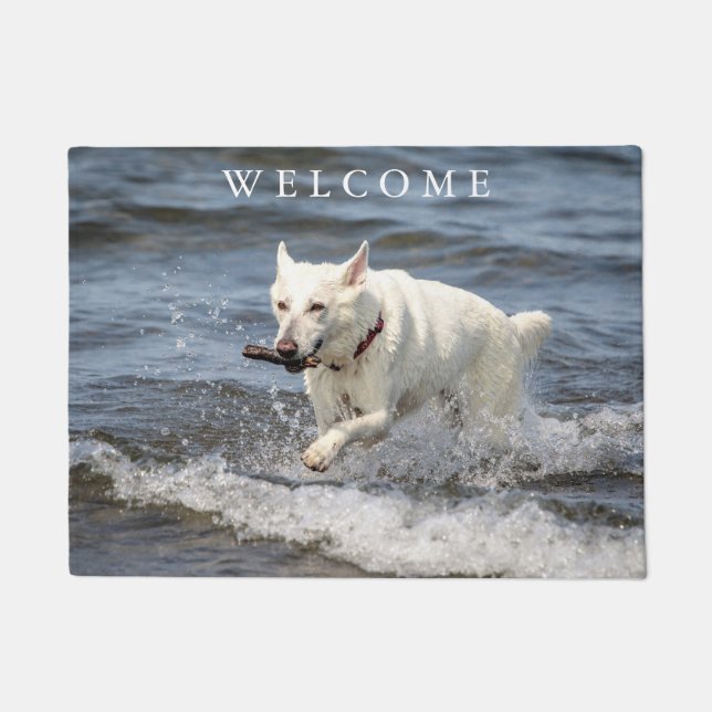 Paillasson Allemand blanc Shepard sur le lac George (Devant)
