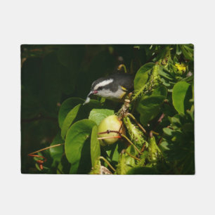 Paillasson Bananaquit Bird Mange Photographie tropicale