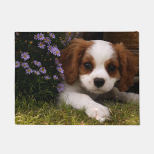 Paillasson Cavalier le roi Charles Spaniel Puppy derrière le