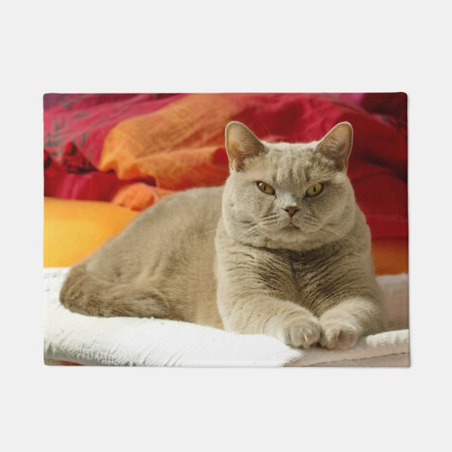 Paillasson Chat britannique lilas de shorthair (Devant)