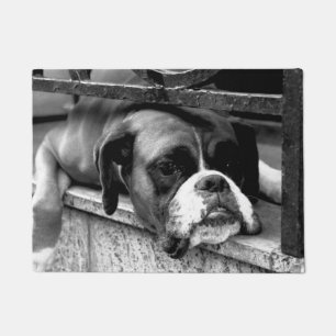 Paillasson Chien de boîte sur Windows rebord dm arc1