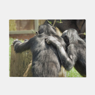PAILLASSON CHIMPANZEES   