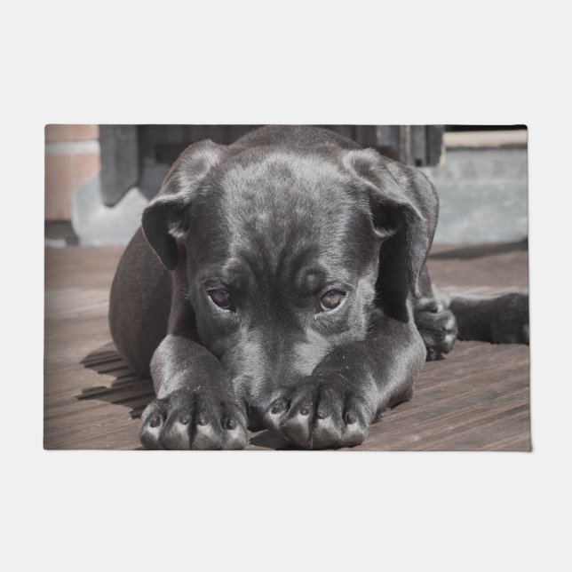 Paillasson Chiot de Canso Corso (Devant)