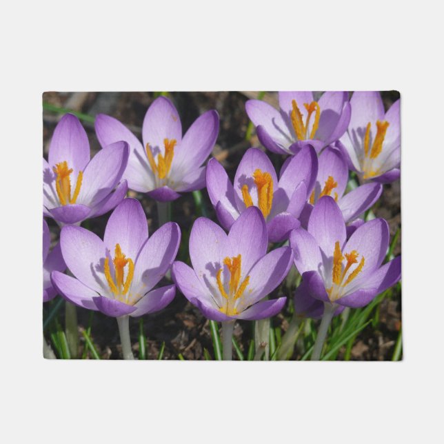 Paillasson Crocus violets ensoleillés (Devant)