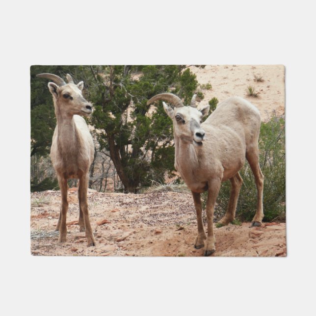 Paillasson Drôle Mouton de Bighorn dans le parc national Zion (Devant)