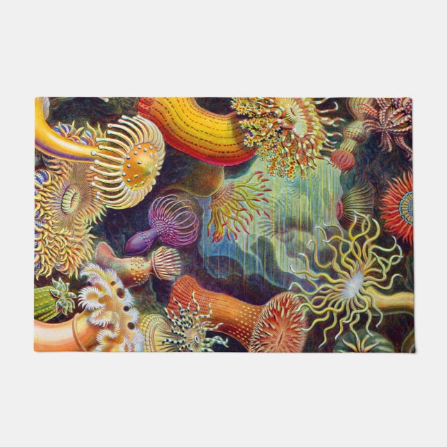 Paillasson Ernst Haeckel Sea Anemones Marine : Actiniae (Devant)
