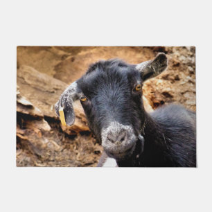PAILLASSON GOAT
