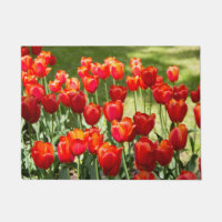Grand champ de tulipes rouges