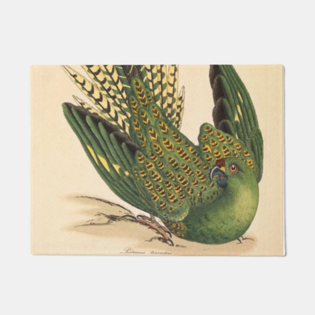 Paillasson James Sowerby Parrot terrestre, Psittacus terrestr (Devant)