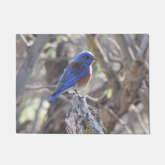 Paillasson Oiseau bleu occidental (Devant)