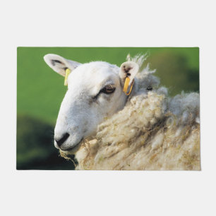 PAILLASSON SHEEP
