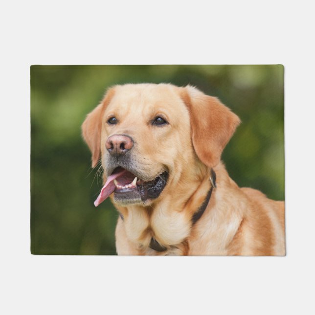 Paillasson Un magnifique Labrador doré (Devant)