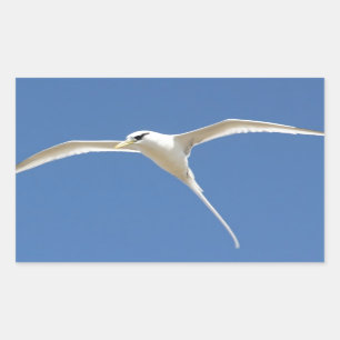 Paille birds in Queue Mauritius Sticker