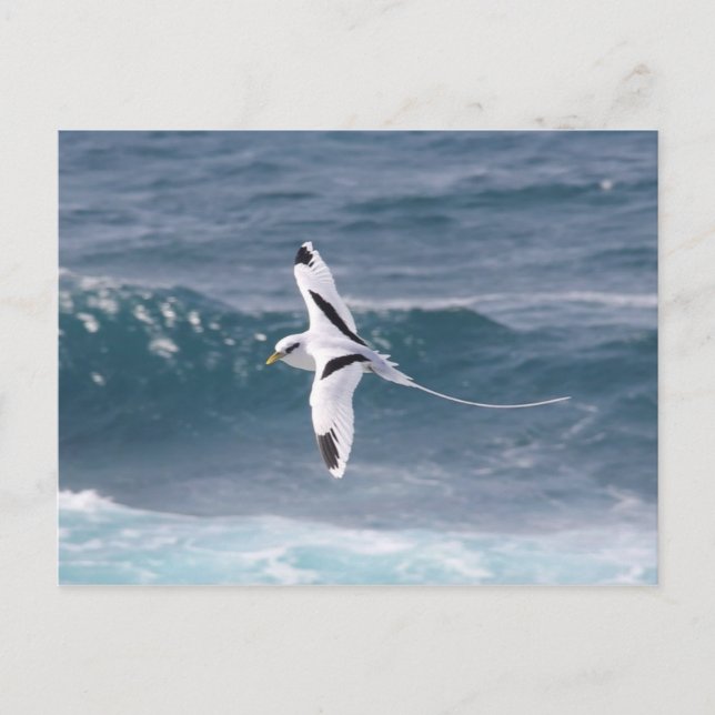 Paille-en-queue Postcard (Front)