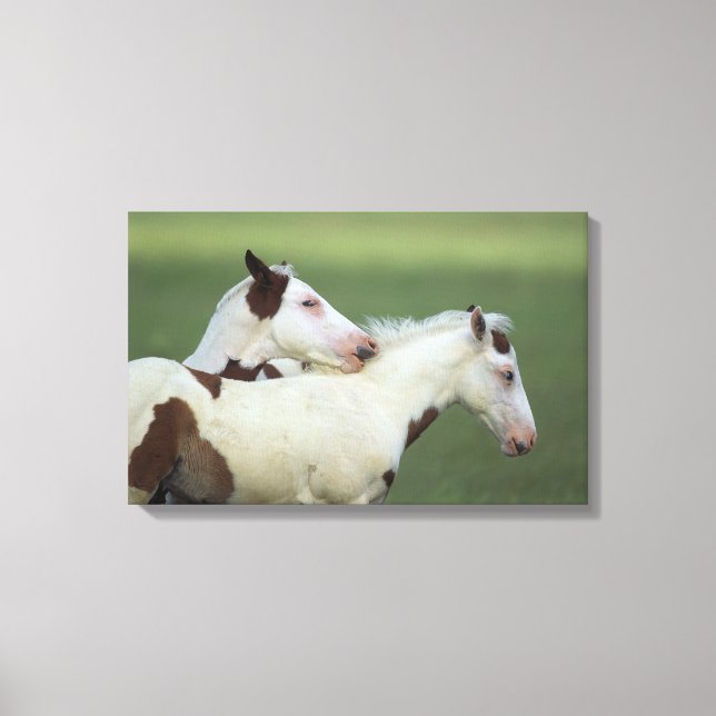 Paint Foals Playing Canvas Print (Front)