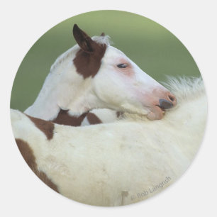 Paint Foals Playing Classic Round Sticker