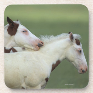 Paint Foals Playing Coaster