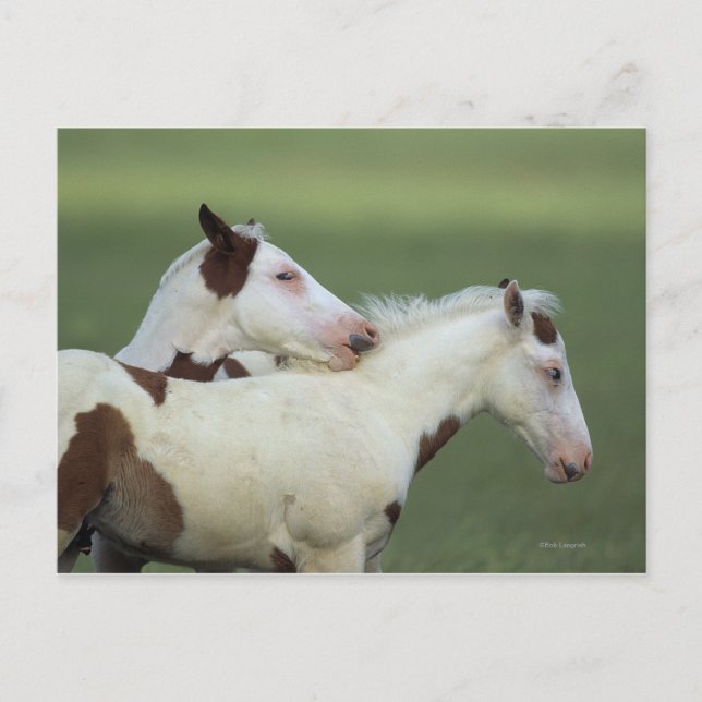 Paint Foals Playing Postcard (Front)