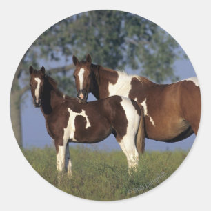 Paint HMare & Foal Classic Round Sticker