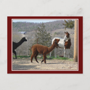 Paint Horse Alpaca Postcard