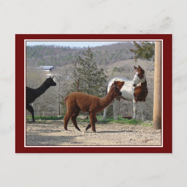 Paint Horse Alpaca Postcard (Front)