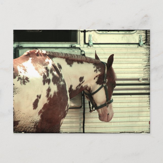 Paint Horse at Trailer Postcard (Front)