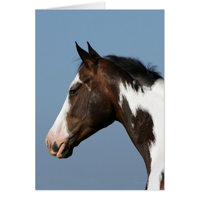 Paint Horse Headshot 1 (Front)