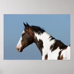 Paint Horse Headshot 1 Poster