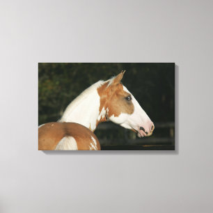 Paint Horse Headshot 2 Canvas Print
