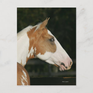 Paint Horse Headshot 2 Postcard