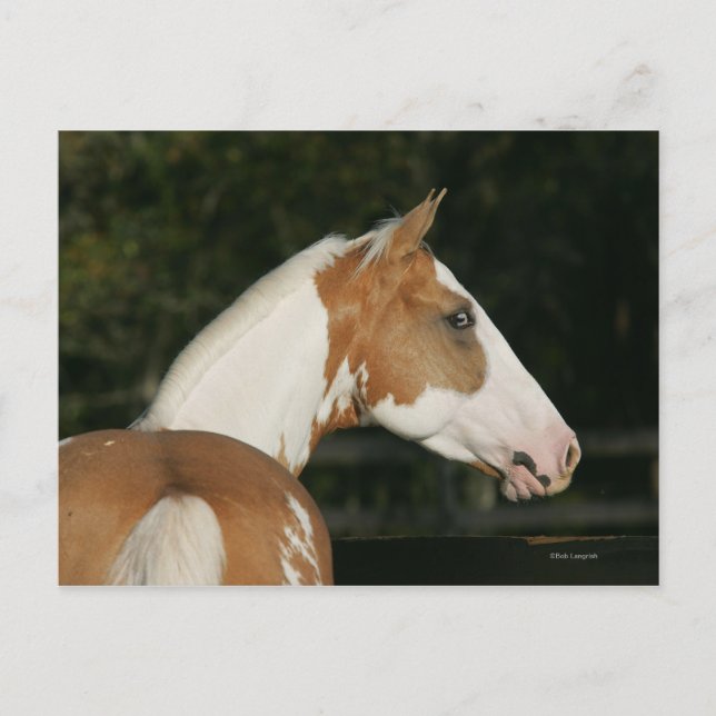 Paint Horse Headshot 2 Postcard (Front)