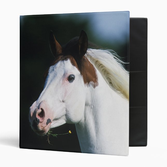 Paint Horse Headshot 3 Binder (Front/Inside)