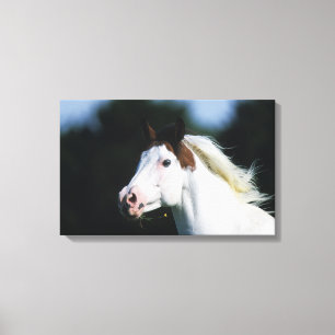 Paint Horse Headshot 3 Canvas Print