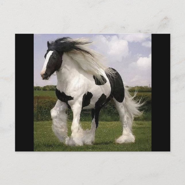 Paint Horse Postcard (Front)