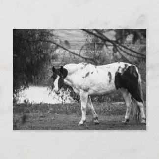 Paint Horse Postcard